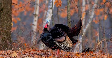 Outdoors: Old-time gobbler tactics worth do-over