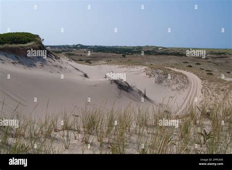 Erosion control on beach sand dunes Stock Photo - Alamy