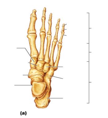 Osteology Lab Practical Study Guide Foot Diagram Quizlet