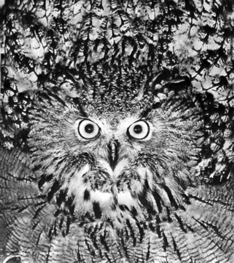 Stunning Owl Artwork From