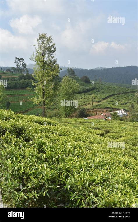 Tea gardens, South India Stock Photo - Alamy