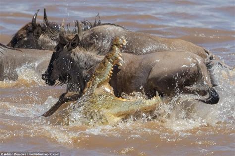 Crocodile Weighing 500lbs Eats A Wildebeest Crossing River Daily Mail