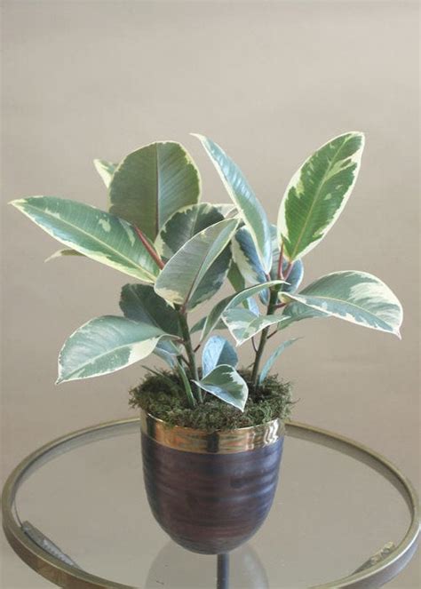 Variegated Rubber Plant – GALLERY FLOWERS