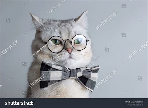 4 235 Cat University Images Stock Photos Vectors Shutterstock