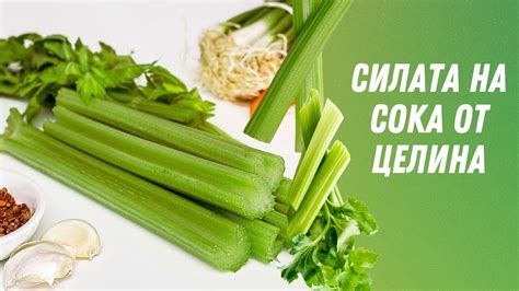 Силата на Сока от Целина - (Топ 10) Ползи от Пиенето на Сок от Целина ...