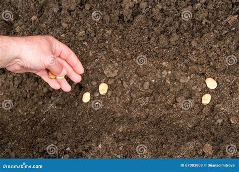 Closeup Of A Males Hand Planting Broad Bean Stock Image Image Of Land