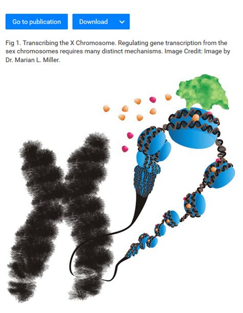 X Chromosome Diagram