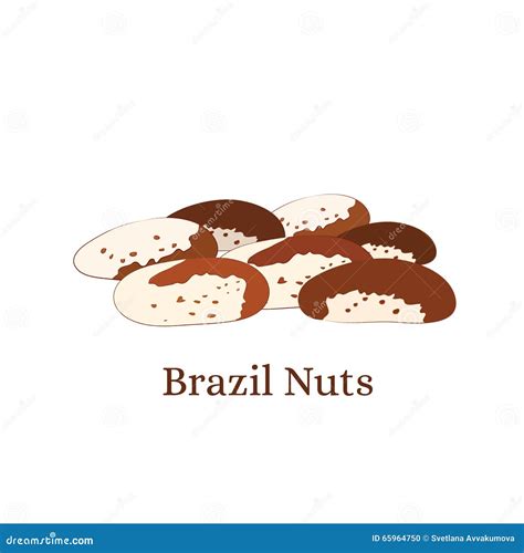 brazilian nut tree