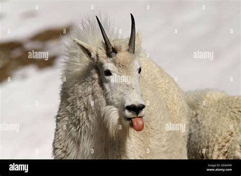 Mountain Goat Sticking Its Tongue Out Stock Photo Alamy