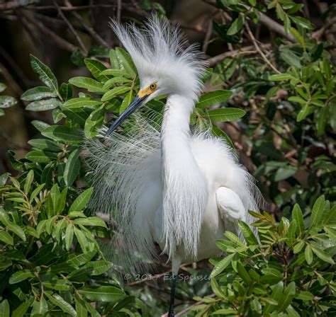 Snowy Egret In Full Breeding Plumage Displaying At Nest Flickr