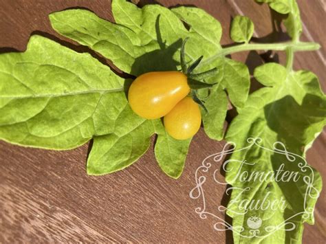 Bio Saatgut Tomate Yellow Submarine Mhd