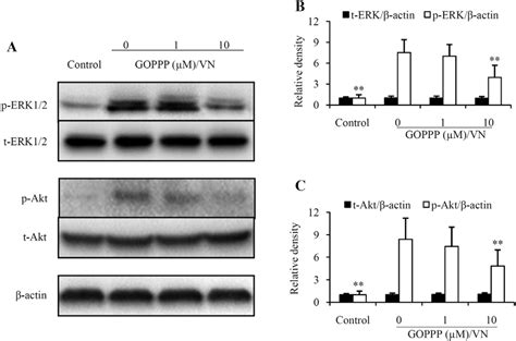 Goppp Suppresses The Phosphorylation Of Akt And Erk Induced By Download Scientific Diagram