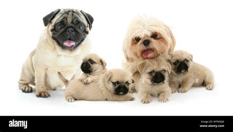 Pug shih tzu cross hi-res stock photography and images - Alamy