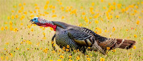 The Sounds Of The Wild Turkey The National Wild Turkey Federation