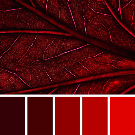 20+ Best Maroon Color Palettes (Colors That Go With Maroon ...