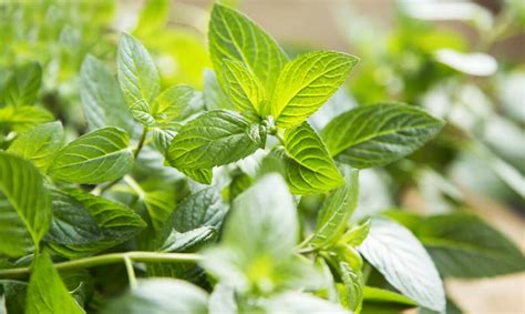 Comment Faire Pousser De La Menthe L Int Rieur Conseils Essentiels