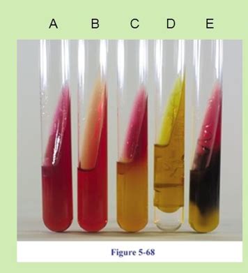 Pathogenic Microbiology Exam Flashcards Quizlet