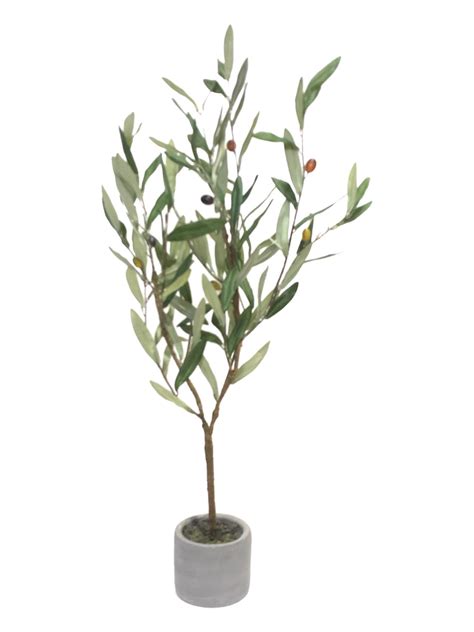 Potted Olive Tree 56cm. – Flourish_ph