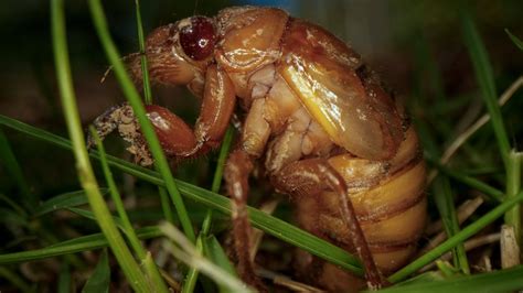 Cicada Map Where Billions Of Cicadas Will Emerge In 2024