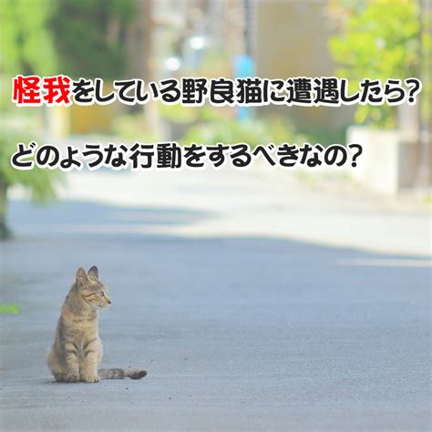 怪我をしている野良猫に遭遇したら？どのような行動をするべきなの？