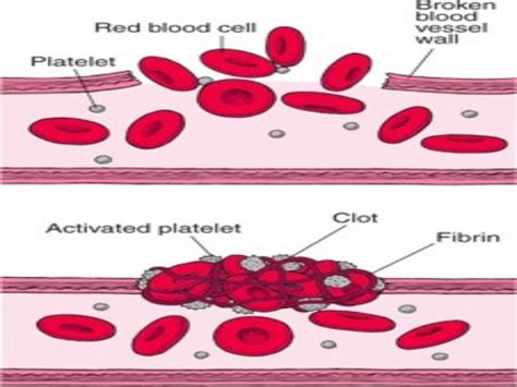 blood clotting