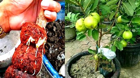 Rooting Guava Tree To Grow In Pot Youtube