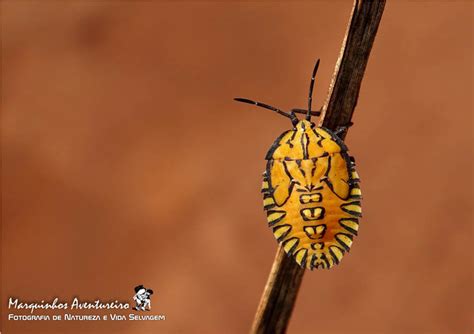 Insetologia Identifica O De Insetos Ninfa De Percevejo