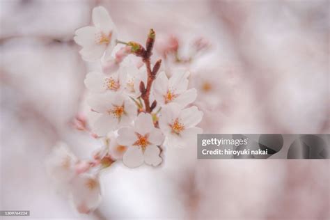 Cherry Blossoms In Japan High-Res Stock Photo - Getty Images