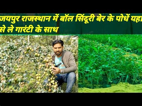 ball sinduri ber plants in Jaipur Rajasthan बल सदर बर क पध