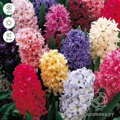 Гиацинт Микс 3 шт купить в Москве по низкой цене - интернет-магазин ...