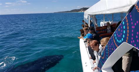 Hervey Bay Ultimate Whale Watching Experience Hervey Bay Australia