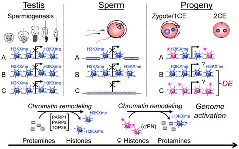 Chromatin Remodeling Events In Spermiogenesis Affect Sperm