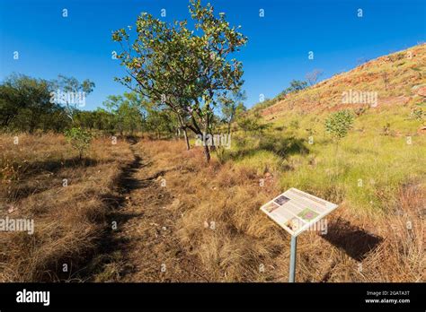 Interpretive Sign Along The Savannah Trail Mornington Wilderness Camp