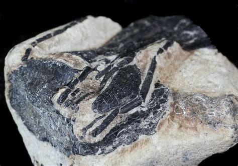 British Dinosaur (Hypsilophodon) Vertebrae With Ossified Tendons For ...