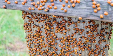 Yes, There Are Actually ‘Bad’ Ladybugs—Here's What To Do About Them