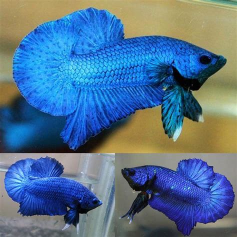 Blue Betta Fish