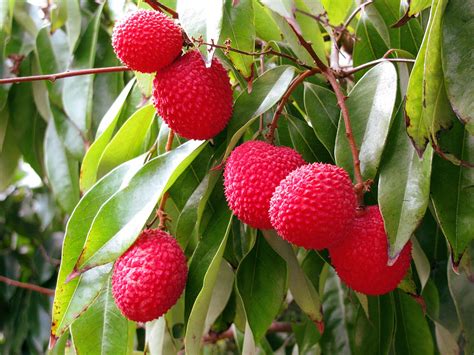 How to Grow Litchi Tree in container | Growing Litchi | Lychee Care ...