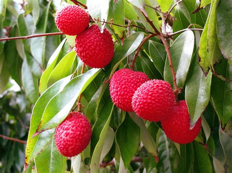 How To Grow Litchi Tree In Container Growing Litchi Lychee Care