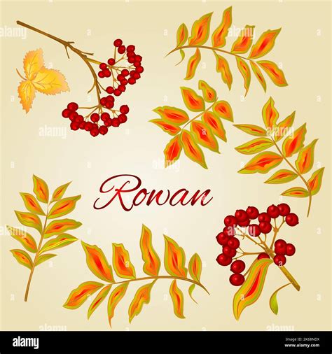 Rowan Leaves And Berries Vector Stock Vector Image Art Alamy