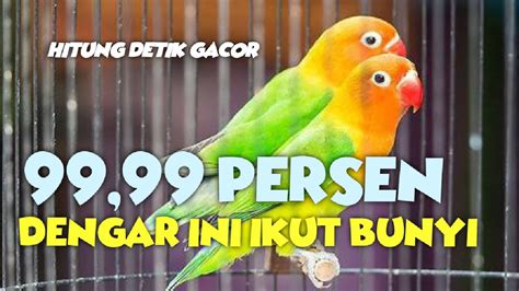 Pancingan Masteran Cendet Gacor Bocor Yang Bisu Ikut Ikut