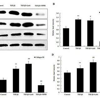 Protein Expression Of Collagen I Collagen Iii And Fibronectin In