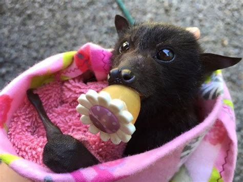 Fruit Bats As Pets