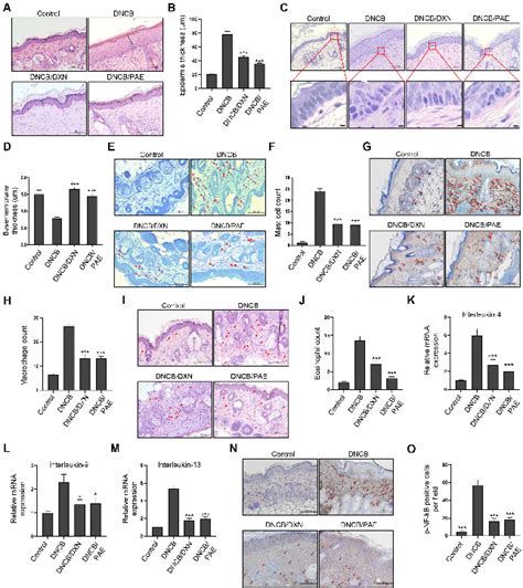 PAE Significantly Improves AD Related Phenotypes In An AD Mouse Model