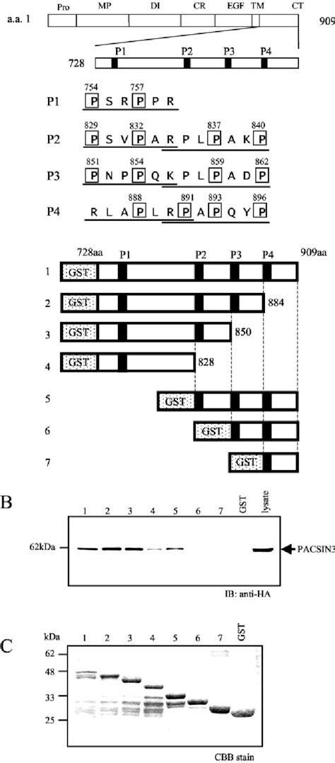 Figure 1 from PACSIN3 Binds ADAM12 Meltrin α and Up regulates