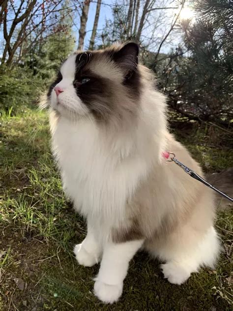 Ragdoll Cat Care Traits And Breed Guide Artofit