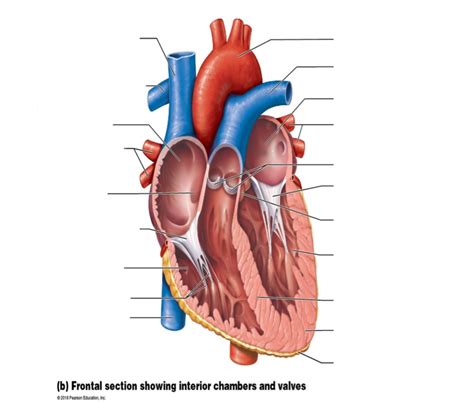 Cardiovascular Chapter Diagram Diagram Quizlet