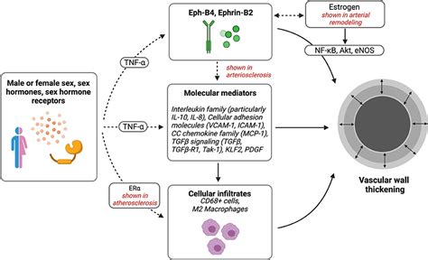 Frontiers Sex Differences In Inflammation During Venous Remodeling Of