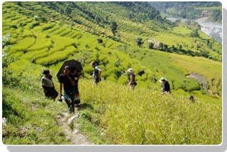 Agriculture in Nepal | NEPAL