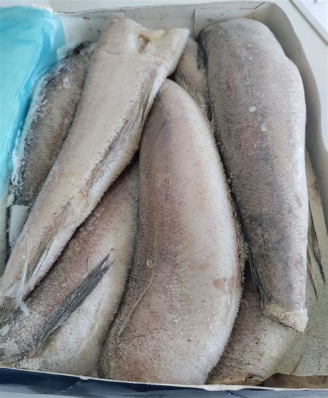 Frozen Pacific Whiting Hake Fish Tazinternational