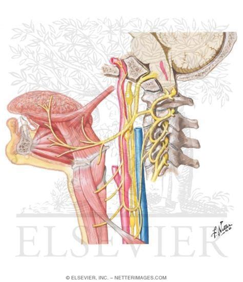 Glossopharyngeal Nerve Course